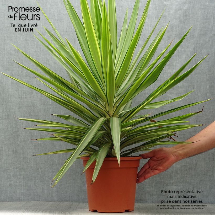 Ejemplar de Yucca elephantipes Jewel - Yuca pie de elefante Maceta 7,5L/10L entregado en verano