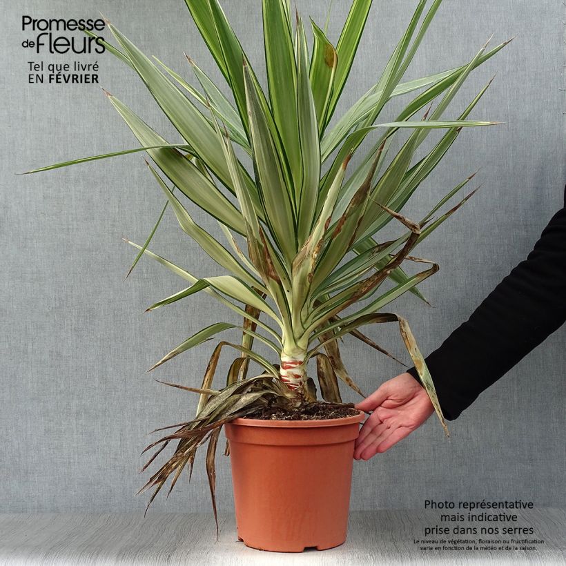 Yucca elephantipes Jewel - Yuca pie de elefante Maceta 7,5L/10L Ejemplar entregado en invierno