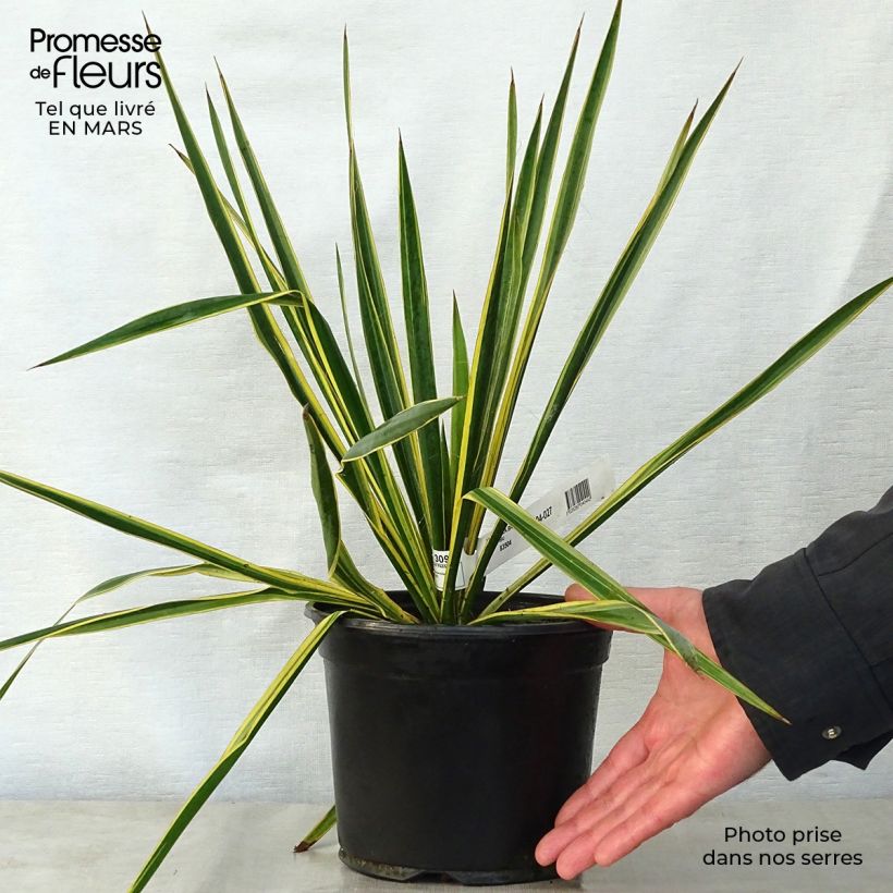 Yucca filamentosa Bright Edge - Aguja de Adán Maceta 2L/3L Ejemplar entregado en la primavera