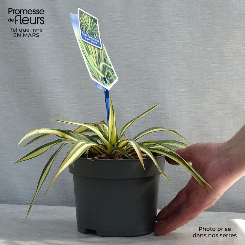Yucca filamentosa Colour Guard - Aguja de Adán Maceta 2L/3L Ejemplar entregado en invierno
