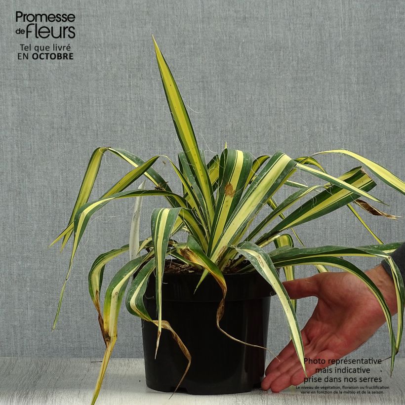 Ejemplar de Yucca filamentosa Colour Guard - Aguja de Adán Maceta 2L/3L entregado en otoño