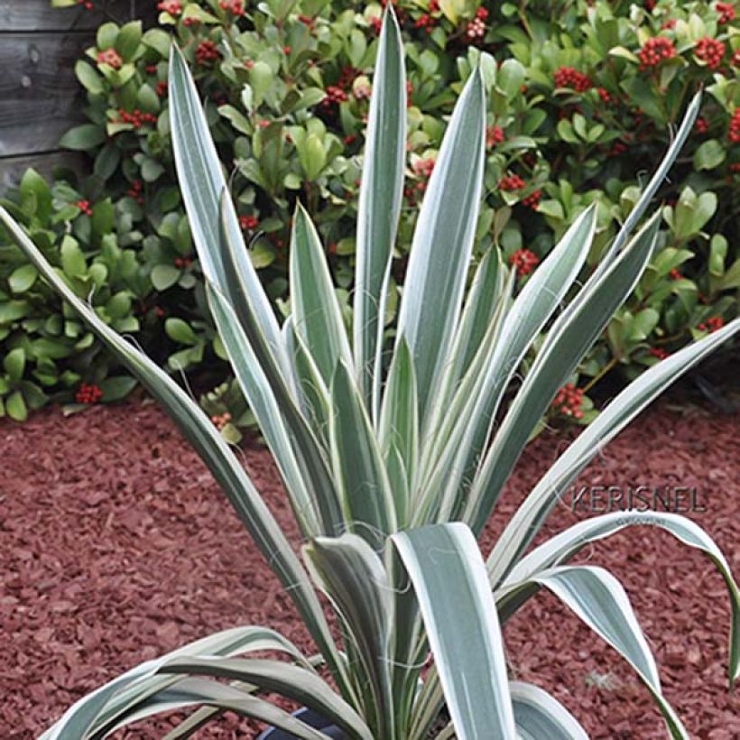 Yucca filamentosa Ivory Tower - Aguja de Adán (Follaje)