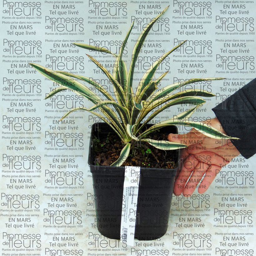 Ejemplo de ejemplar de Yucca filamentosa Ivory Tower - Aguja de Adán Maceta 2L/3L tal y como se entrega