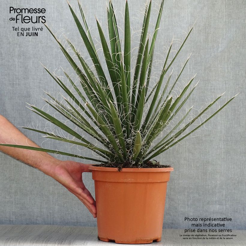 Ejemplar de Yucca filifera - Palma china Maceta 7,5L/10L entregado en verano