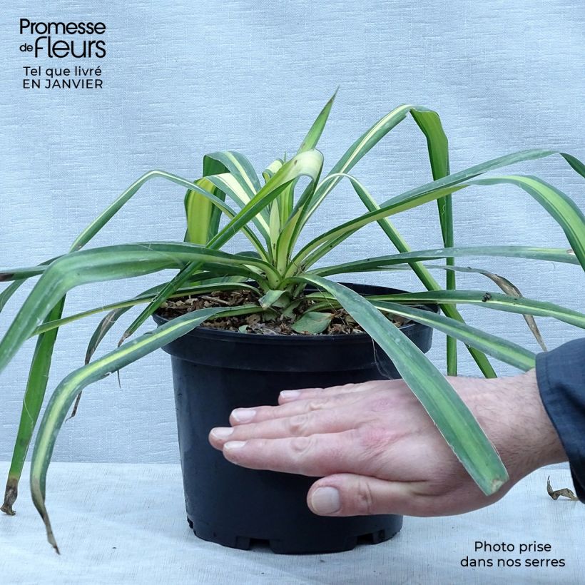 Yucca flaccida Golden Sword Maceta 2L/3L Ejemplar entregado en invierno