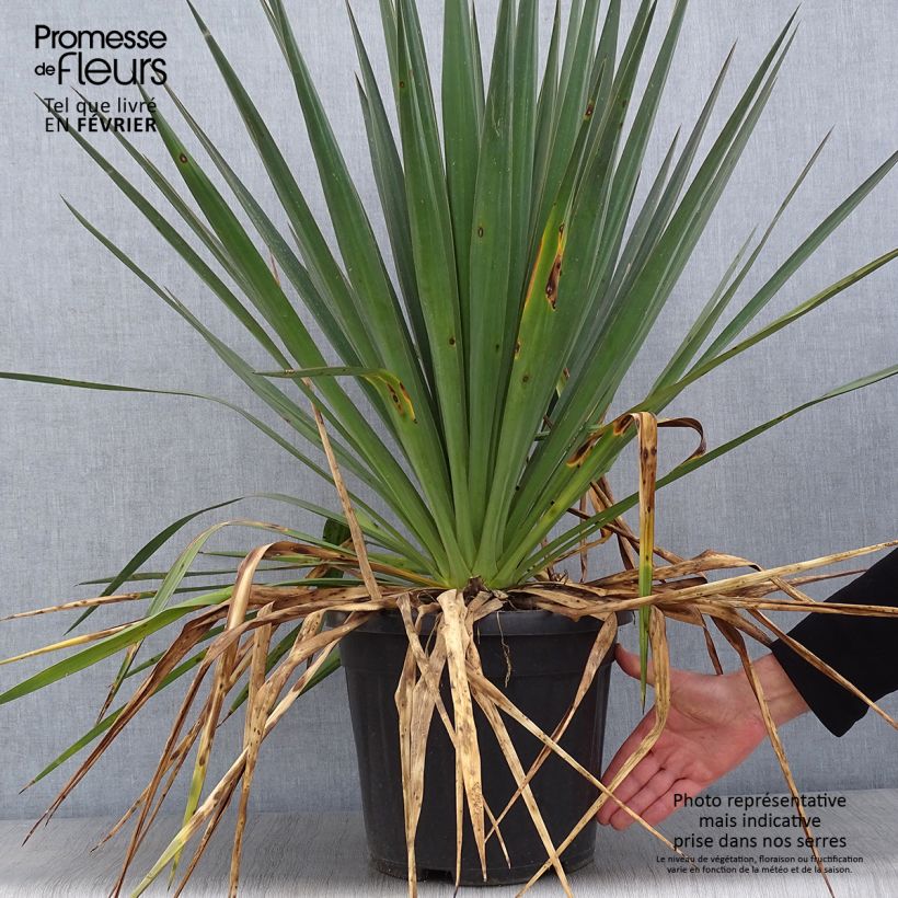 Yucca gloriosa - Daga española Maceta 7,5L/10L Ejemplar entregado en invierno