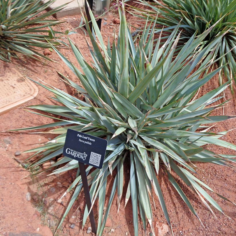 Yucca pallida - Yuca pallida (Follaje)