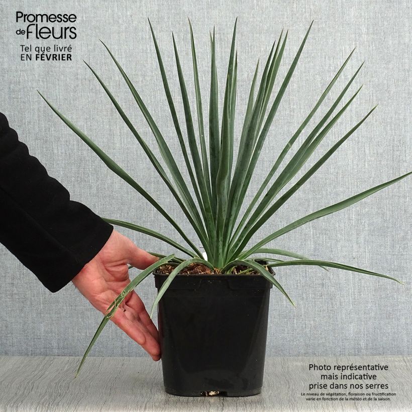 Yucca rigida Blue Sentry - Yuca rígida Maceta 3L/4L Ejemplar entregado en invierno