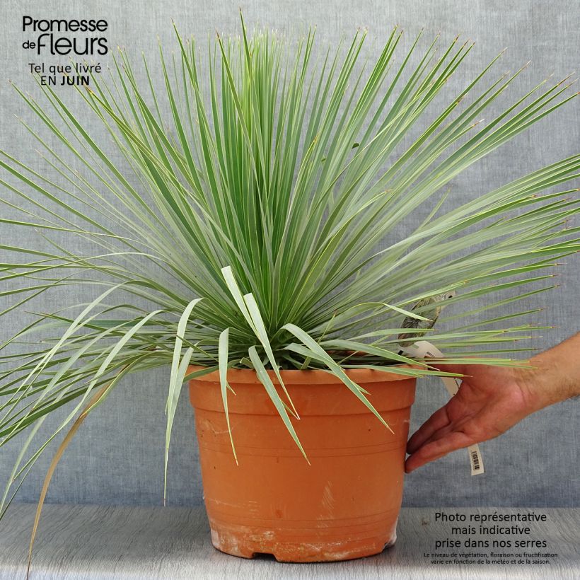 Ejemplar de Yucca rostrata - Yuca rostrata Maceta 12L/15L entregado en verano