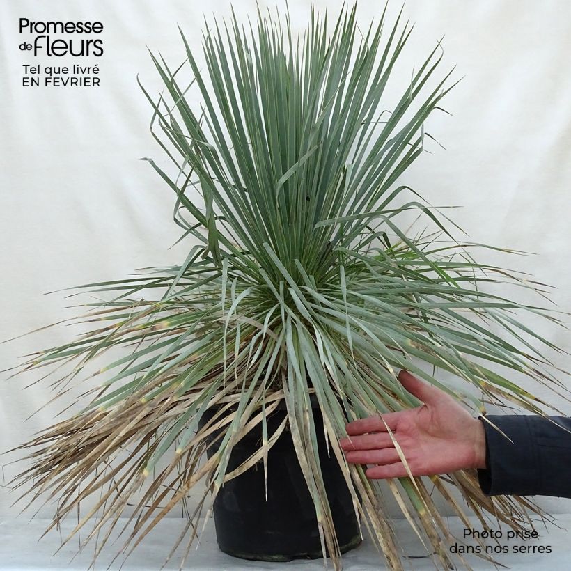 Yucca rostrata - Yuca rostrata Maceta 12L/15L Ejemplar entregado en invierno