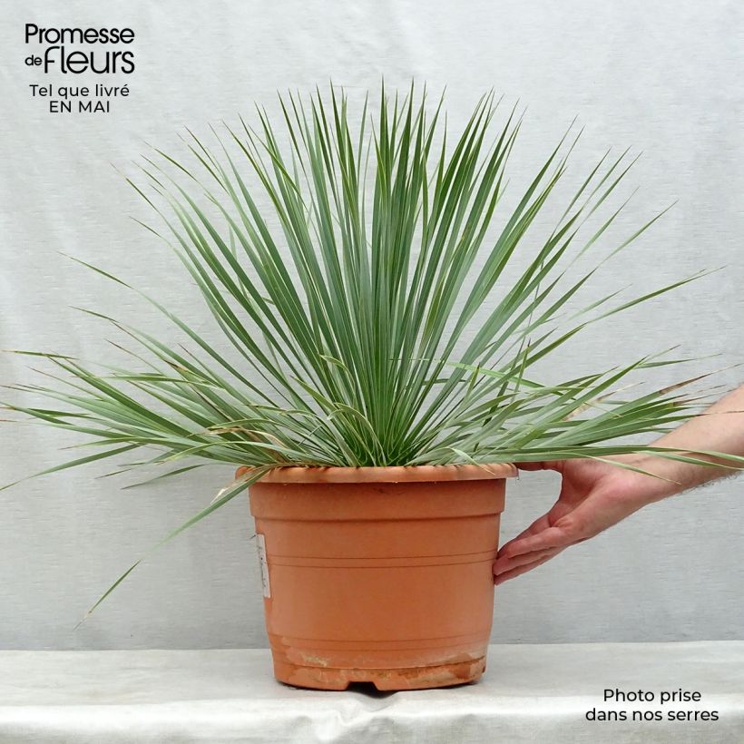Yucca rostrata - Yuca rostrata Maceta 12L/15L Ejemplar entregado en la primavera