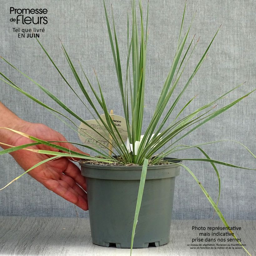 Ejemplar de Yucca rostrata - Yuca rostrata Maceta 2L/3L entregado en verano