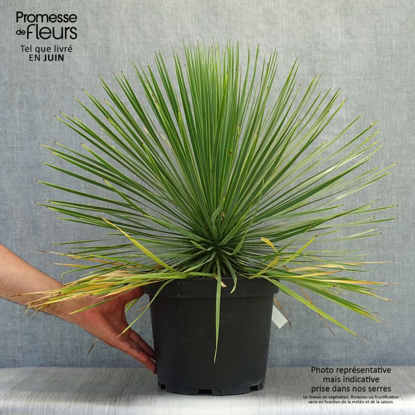 Ejemplar de Yucca rostrata - Yuca rostrata Maceta 3L/4L entregado en verano
