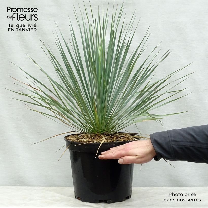 Yucca rostrata - Yuca rostrata Maceta 3L/4L Ejemplar entregado en invierno