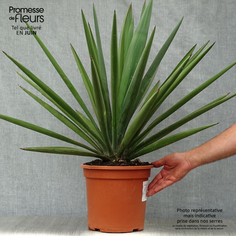 Ejemplar de Yucca torreyi - Yuca de Torrey Maceta 7,5L/10L entregado en verano