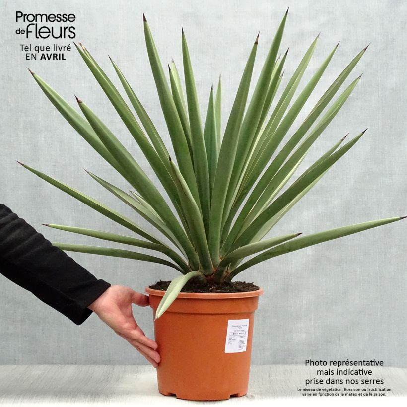 Yucca torreyi - Yuca de Torrey Maceta 7,5L/10L Ejemplar entregado en la primavera