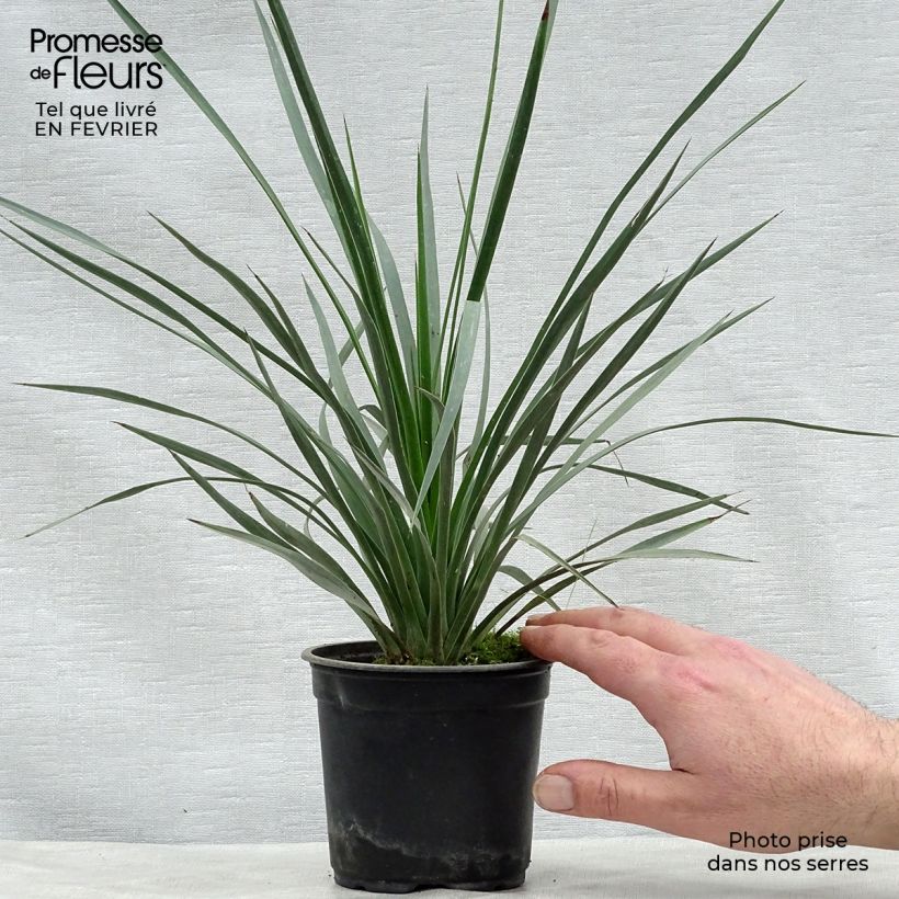 Yucca whipplei Maceta de 12 cm / 13 cm Ejemplar entregado en invierno