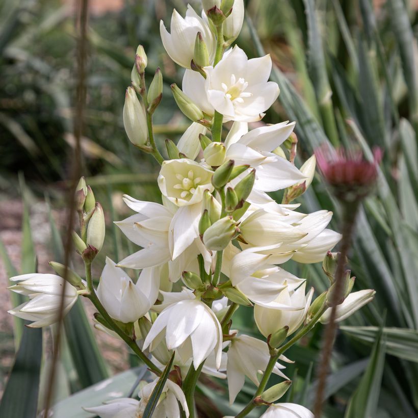 Yucca filamentosa - Aguja de Adán (Floración)