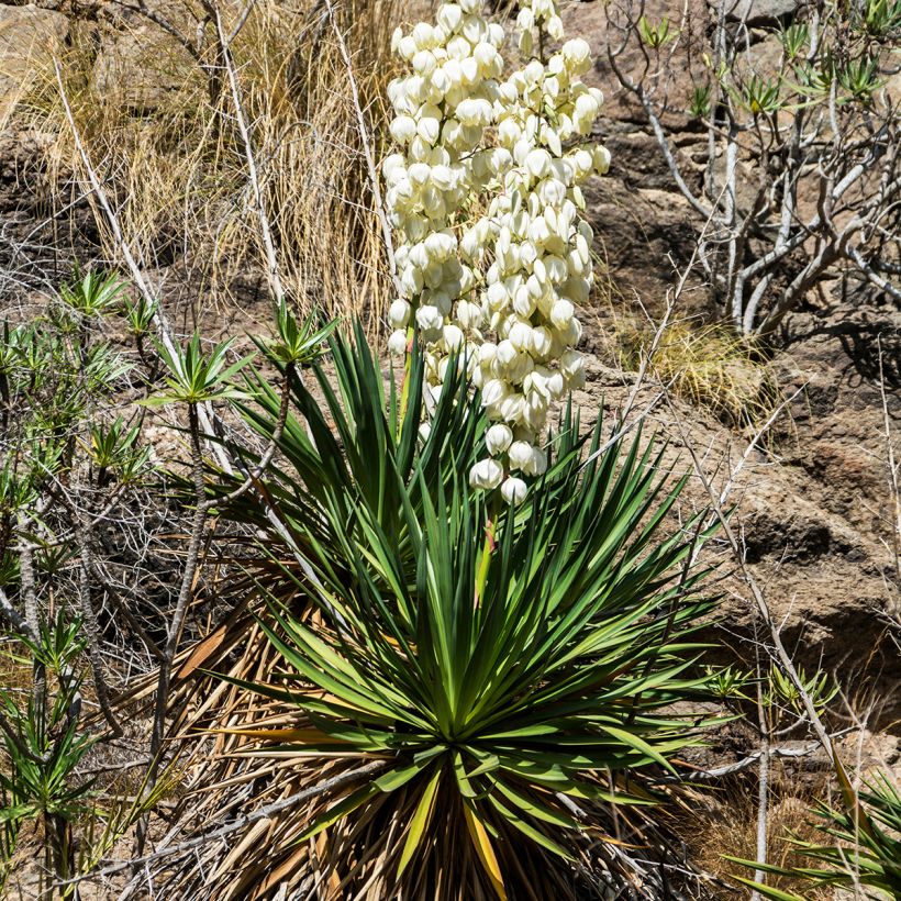 Yucca filamentosa - Aguja de Adán (Porte)