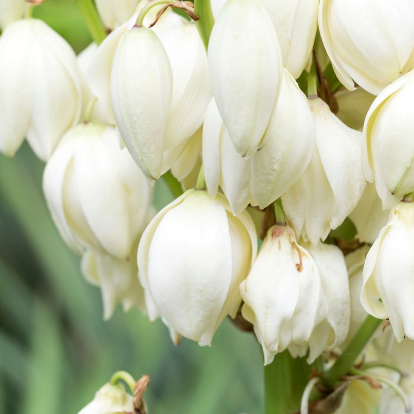 Yucca gloriosa - Daga española (Floración)