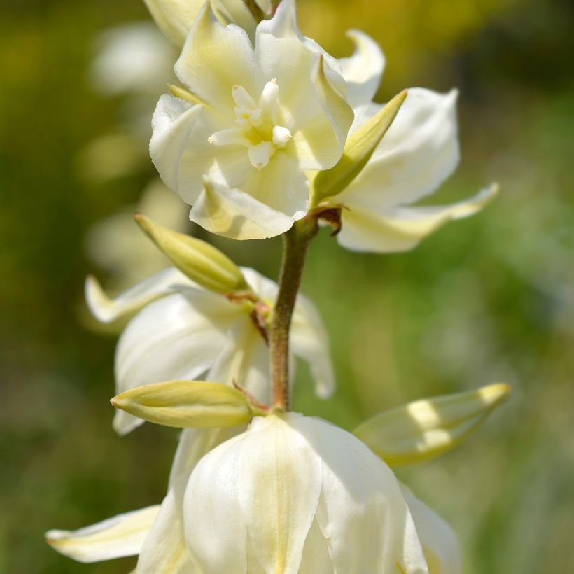 Yucca gloriosa Variegata - Daga española (Floración)