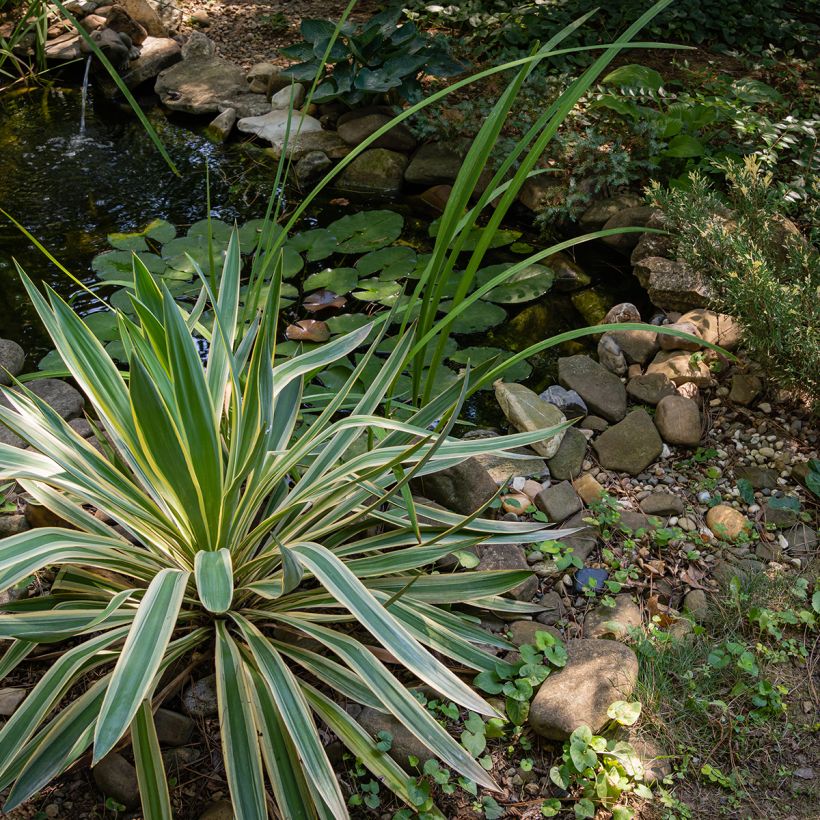 Yucca gloriosa Variegata - Daga española (Porte)