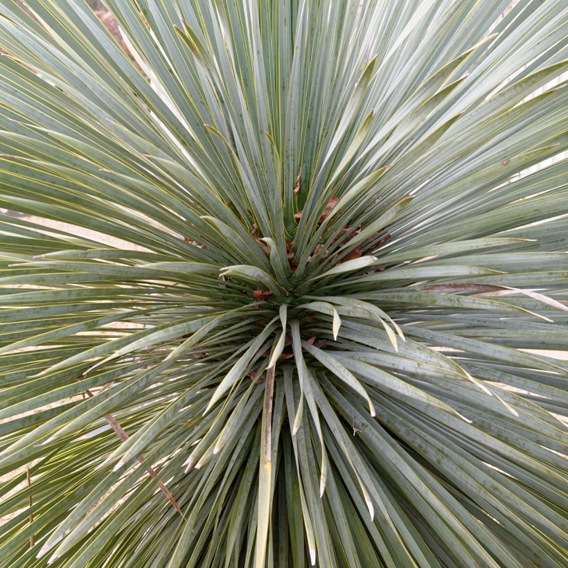 Yucca rostrata Sapphire Skies - Yuca rostrata (Follaje)