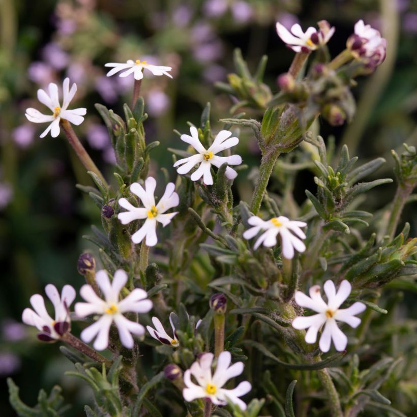 Zaluzianskya capensis (Floración)