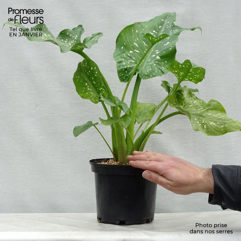 Zantedeschia aethiopica Himalaya - Cala Maceta 2L/3L Ejemplar entregado en invierno