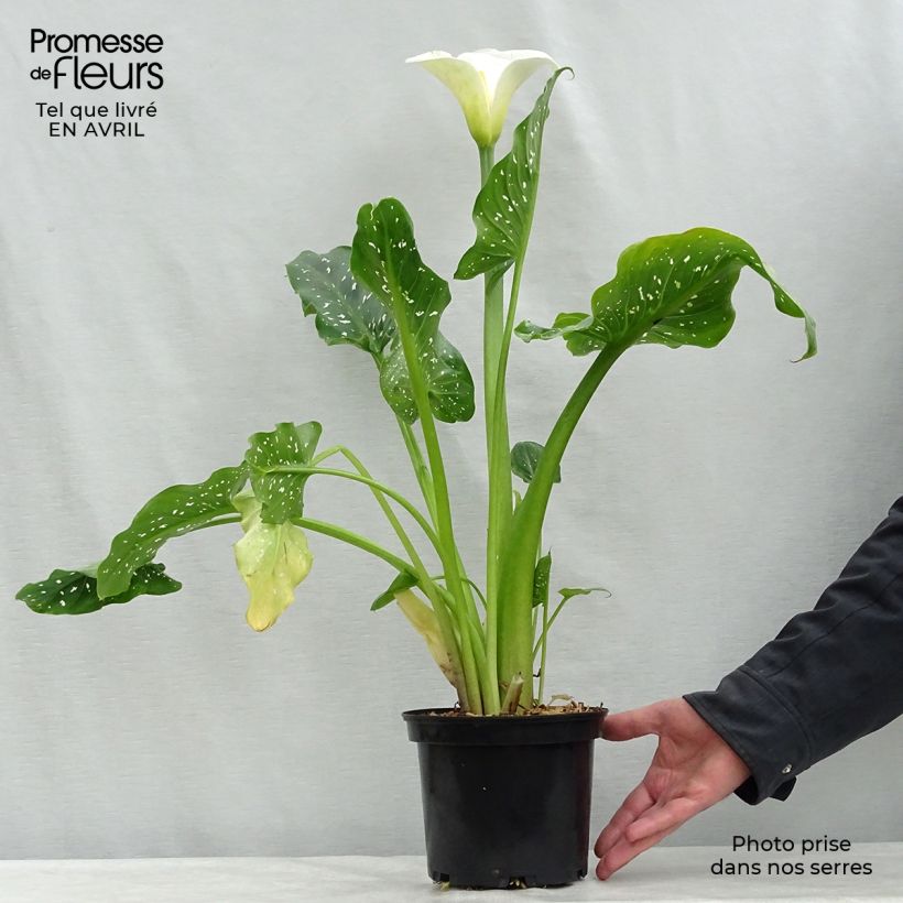 Zantedeschia aethiopica Himalaya - Cala Maceta 2L/3L Ejemplar entregado en la primavera