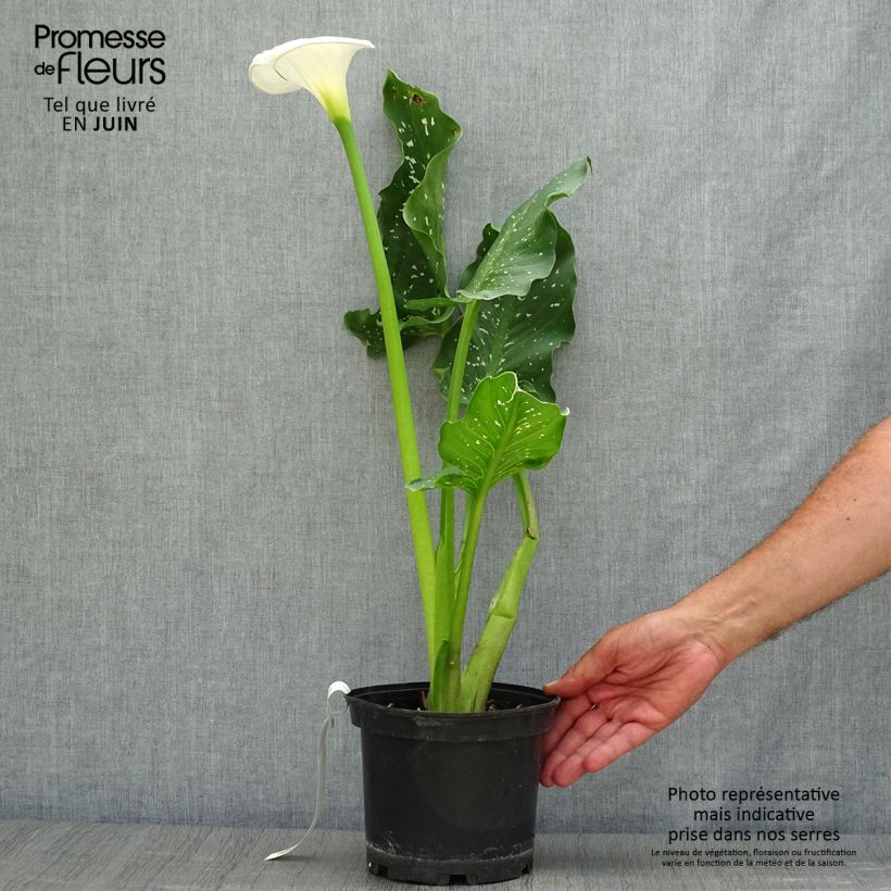 Ejemplar de Zantedeschia aethiopica Himalaya - Cala Maceta 2L/3L entregado en verano