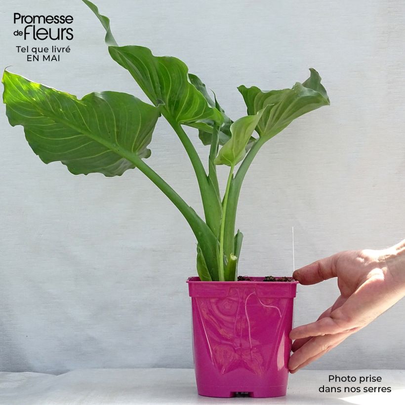 Zantedeschia aethiopica Pink Flamingo - Cala Maceta 2L/3L Ejemplar entregado en la primavera