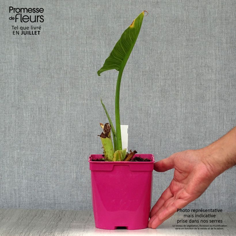 Ejemplar de Zantedeschia aethiopica Pink Flamingo - Cala Maceta 2L/3L entregado en verano