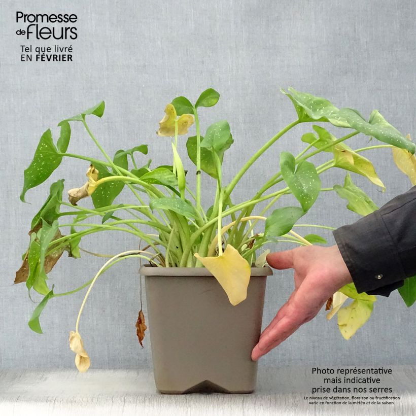 Zantedeschia aethiopica Prince Amaël - Cala Maceta 2L/3L Ejemplar entregado en invierno