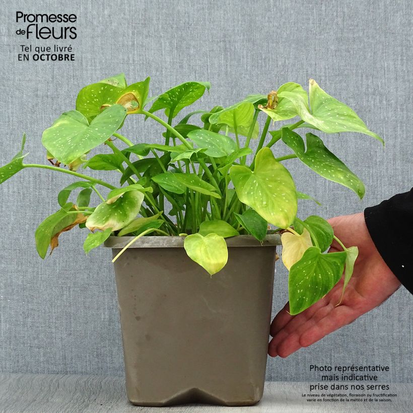 Ejemplar de Zantedeschia aethiopica Prince Amaël - Cala Maceta 2L/3L entregado en otoño