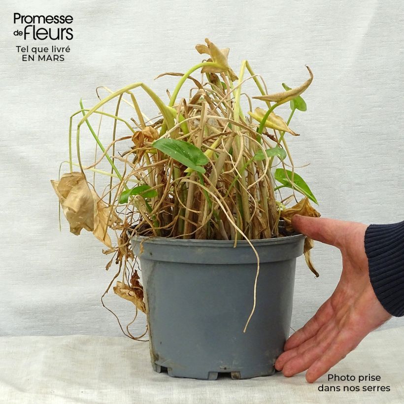 Zantedeschia aethiopica Prince Amaël - Cala Maceta 2L/3L Ejemplar entregado en la primavera