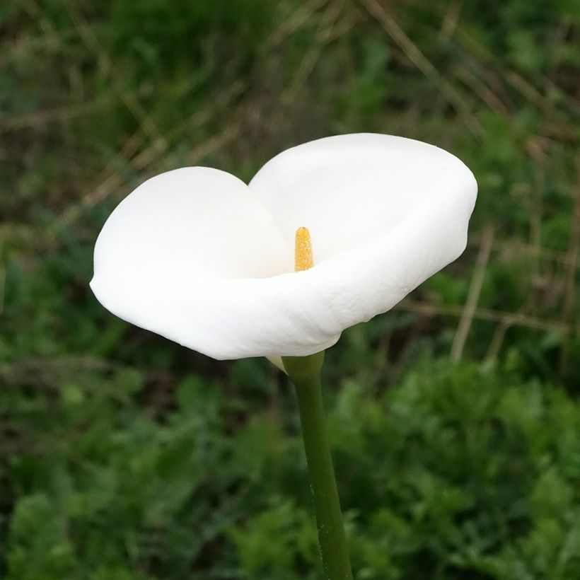 Zantedeschia aethiopica Himalaya - Cala (Floración)
