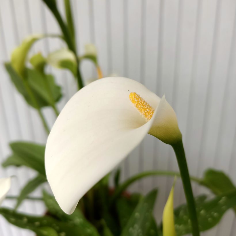 Zantedeschia aethiopica Scented Lady - Cala (Floración)