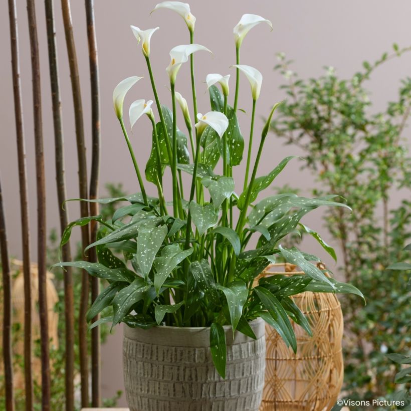 Zantedeschia aethiopica Scented Lady - Cala (Porte)