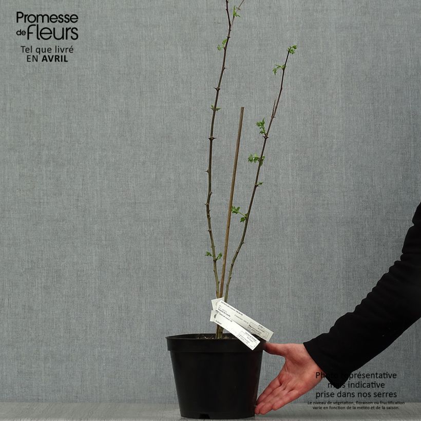 Pimientero coreano - Zanthoxylum coreanum Maceta 4L/5L Ejemplar entregado en la primavera