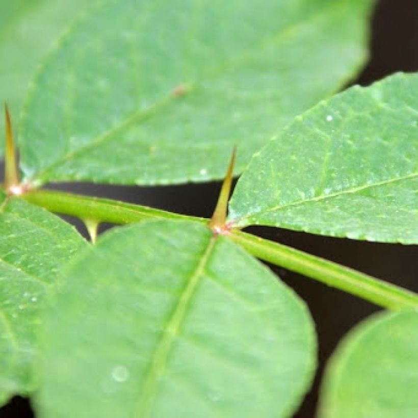 Pimientero coreano - Zanthoxylum coreanum (Follaje)