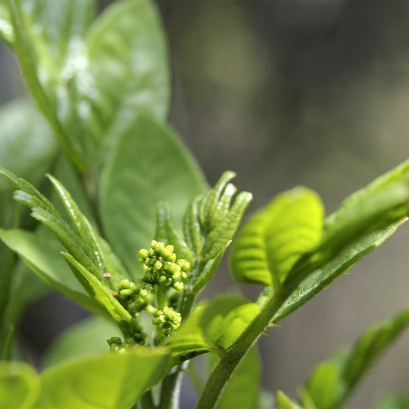 Pimientero coreano - Zanthoxylum coreanum (Floración)
