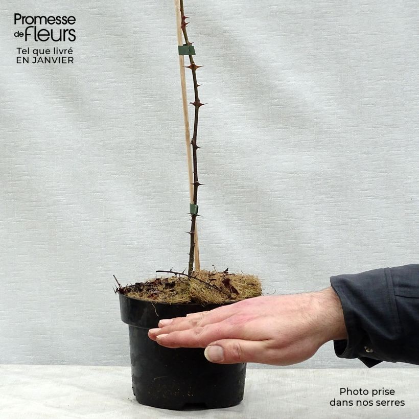 Zanthoxylum piperitum - Pimentero japonés Maceta 2L/3L Ejemplar entregado en invierno