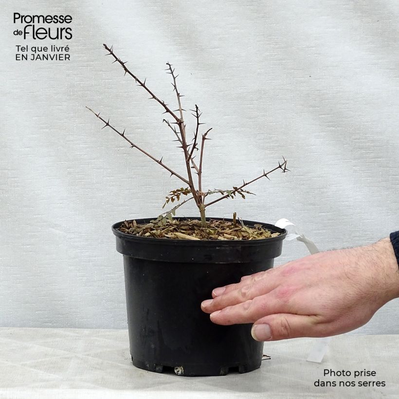 Zanthoxylum piperitum Black Magic - Pimentero japonés Maceta 2L/3L Ejemplar entregado en invierno