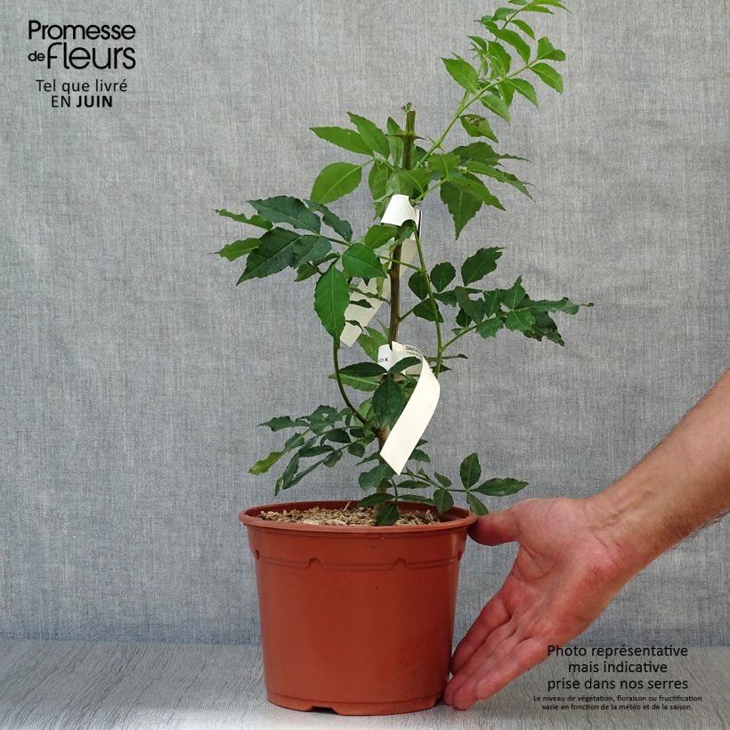 Ejemplar de Zanthoxylum piperitum - Pimentero japonés Maceta 2L/3L entregado en verano
