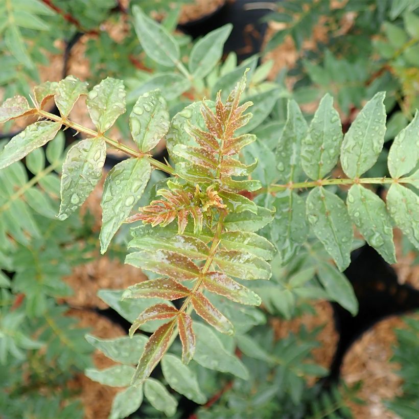 Pimentero japonés - Zanthoxylum schinifolium (Follaje)