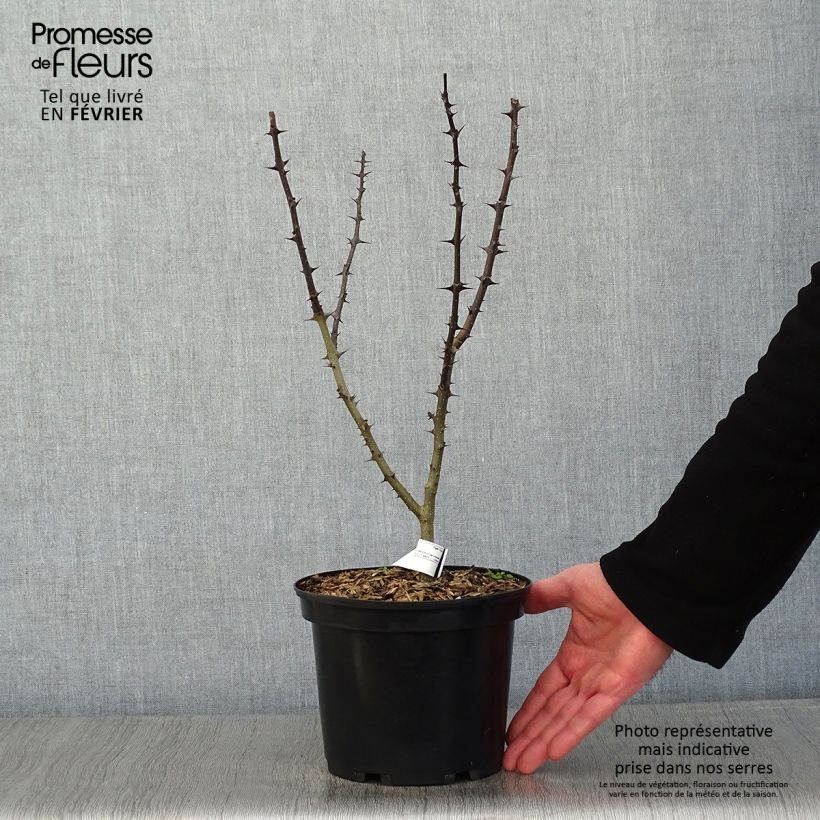 Pimentero japonés - Zanthoxylum schinifolium Maceta 3L/4L Ejemplar entregado en invierno