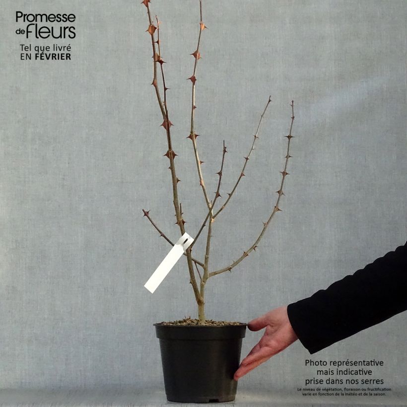 Pimentero japonés - Zanthoxylum simulans Maceta 2L/3L Ejemplar entregado en invierno