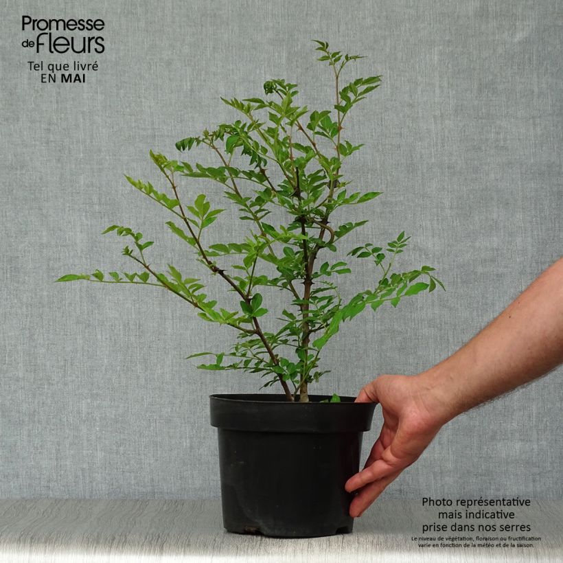 Pimentero japonés - Zanthoxylum simulans Maceta 2L/3L Ejemplar entregado en la primavera