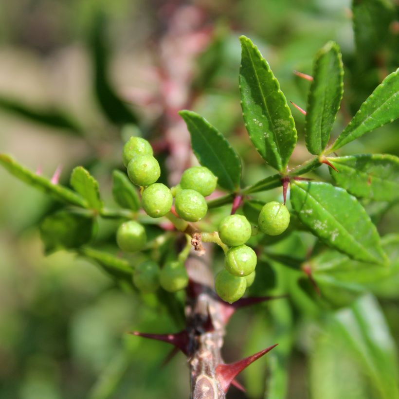 Zanthoxylum armatum - Pimienta de Timut (Follaje)